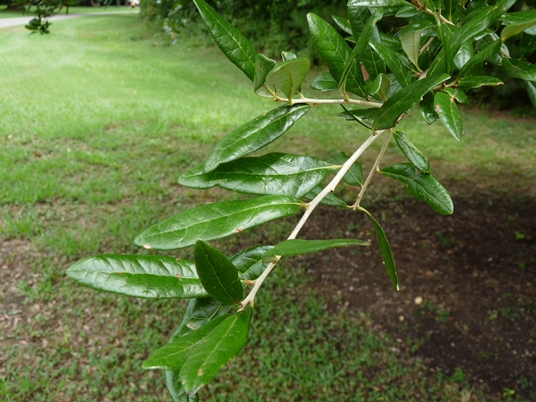 {Quercus virginiana}